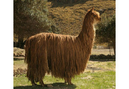 Kas yra Suri alpaka?